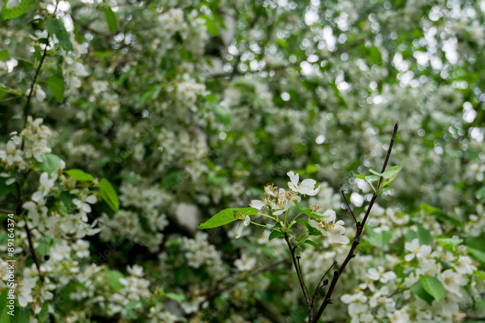 White Blossom in Spring