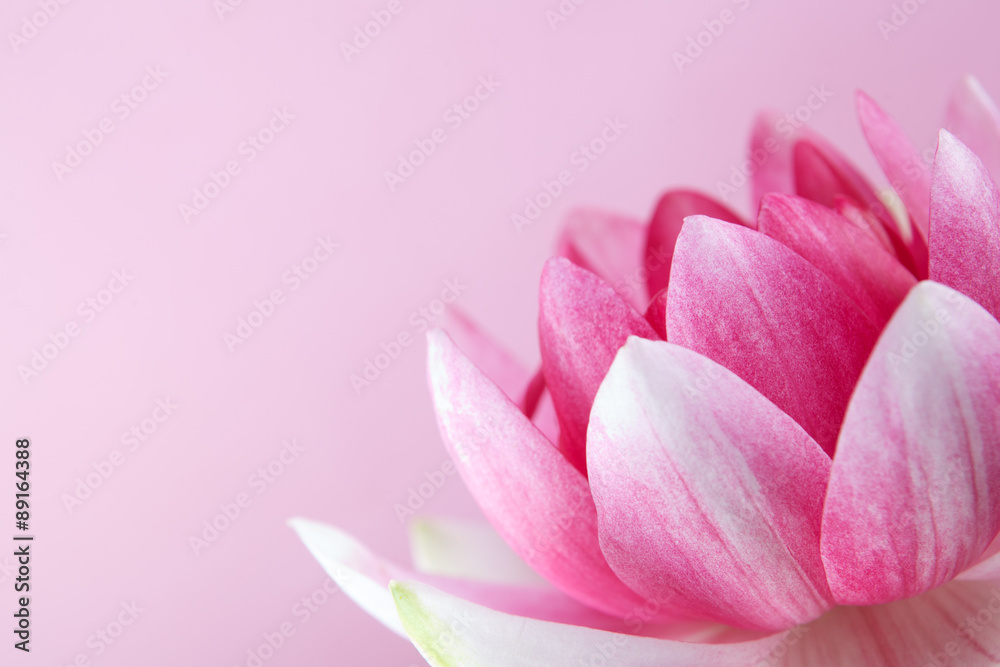 water lily, lotus on pink