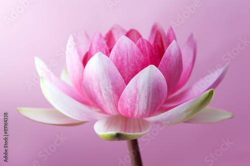 Fototapeta Naklejka Na Ścianę i Meble -  water lily, lotus on pink