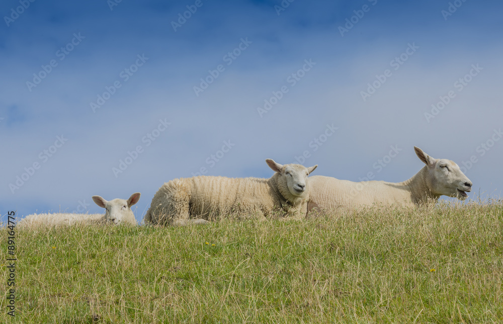 Fototapeta premium sheep on a meadow
