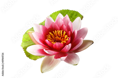 Lotus or water lily isolated