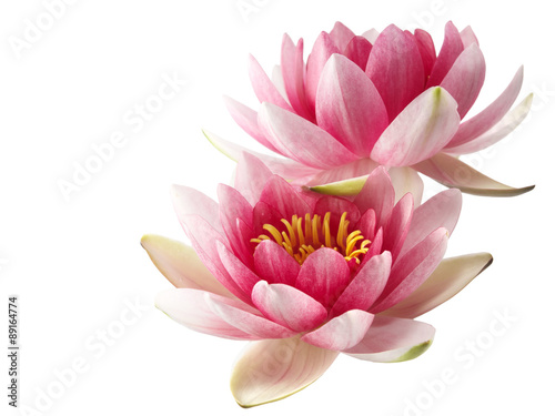 Lotus or water lily isolated