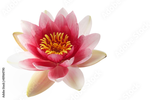 Lotus or water lily isolated