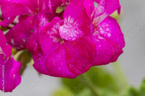 Fototapeta Naklejka Na Ścianę i Meble -  geranium wet after the rain in the garden