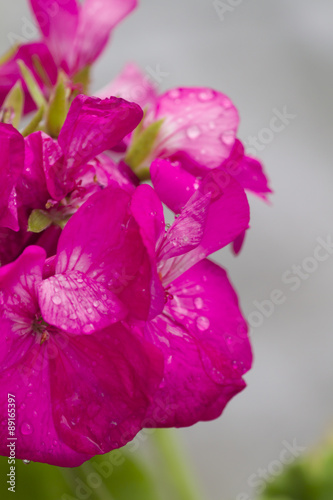 Fototapeta Naklejka Na Ścianę i Meble -  geranium wet after the rain in the garden