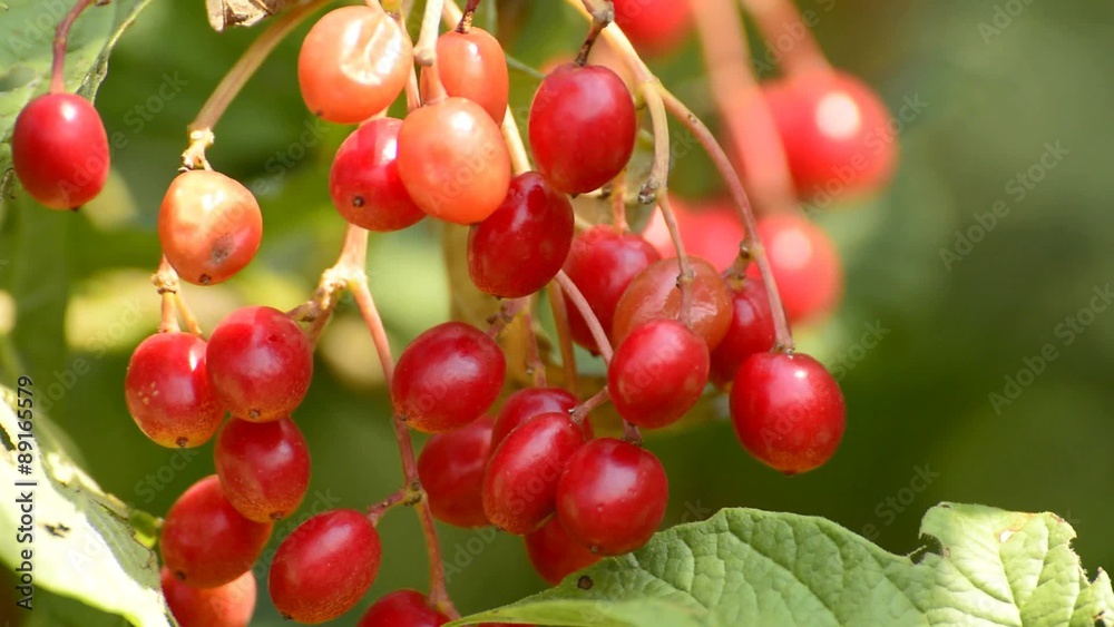 Gewöhnlicher Schneeball,Viburnum opulus, Heilpflanze mit reifen Beeren Gewöhnlicher Schneeball,Viburnum opulus, Heilpflanze mit reifen Beeren