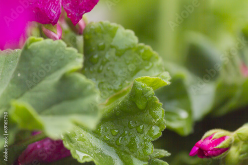 Fototapeta Naklejka Na Ścianę i Meble -  geranium wet after the rain in the garden