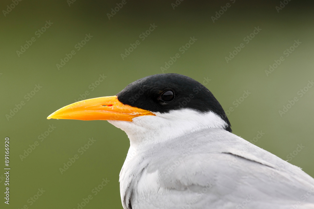 River Tern bird photographed against natural clean green background , clicked near kaveri river.