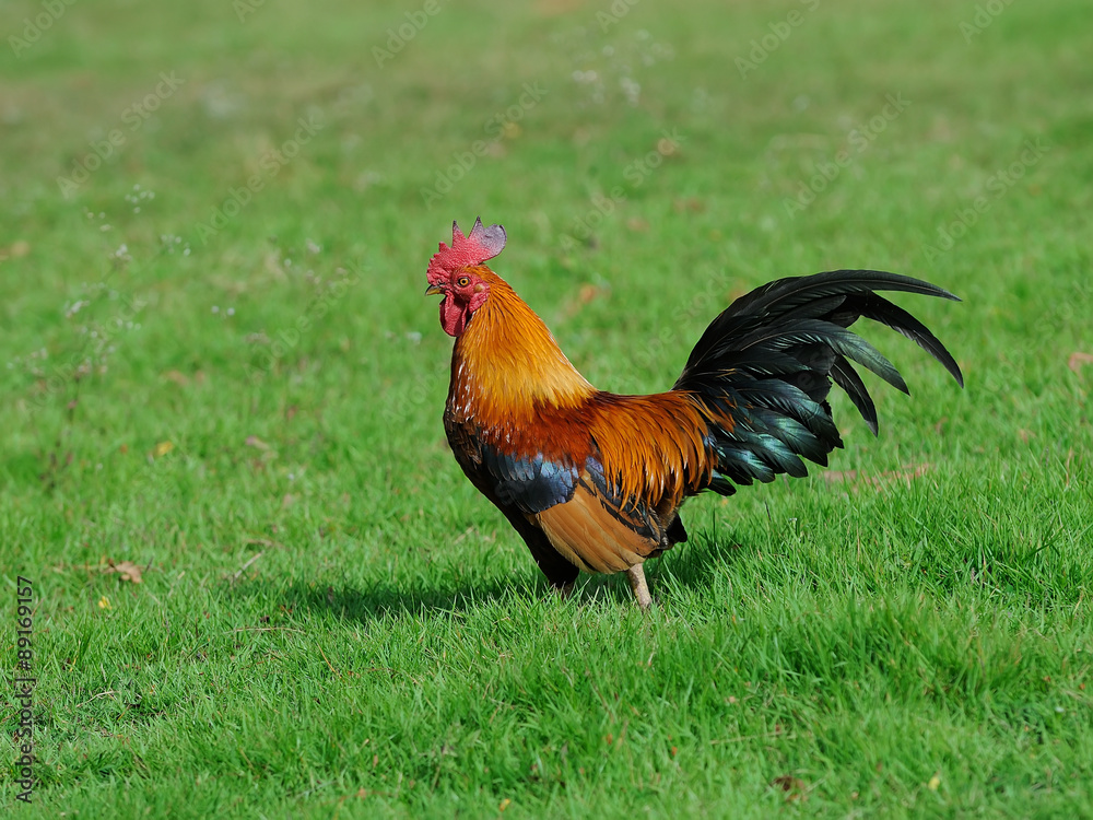 A brightly colored cockerel in a field in springtime