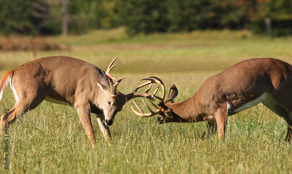 Fototapeta premium Two Whitetail Deer Bucks Fighting