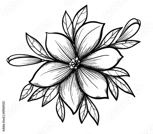 Beautiful graphic drawing Lily branch with leaves and buds of the flowers.