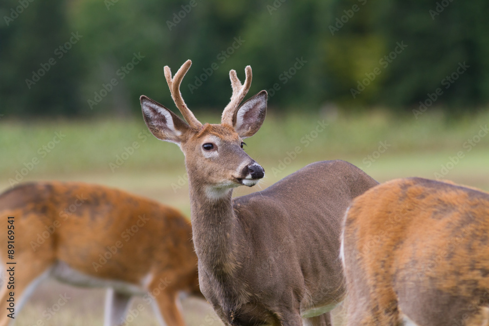 Whitetail deer buck surrounded by does in a herd.