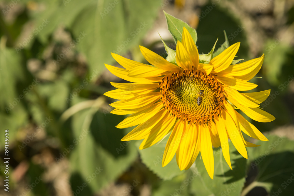Obraz premium cheerful sunflowers in fields outside of Istanbul, Turkey