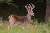 Trophy whitetail deer buck standing in a northern Wisconsin field with deep forest behind.
