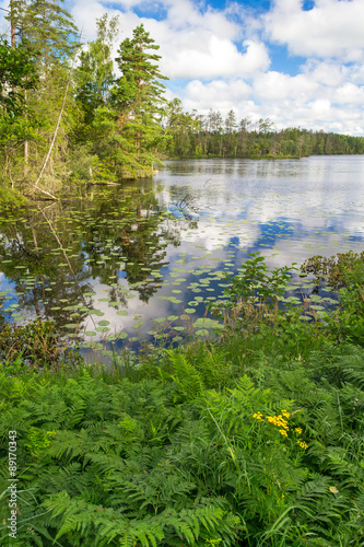 Fototapeta Naklejka Na Ścianę i Meble -  Summer lake fauna in Sweden