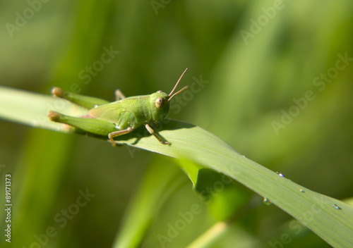 Кузнечик. Grasshopper
