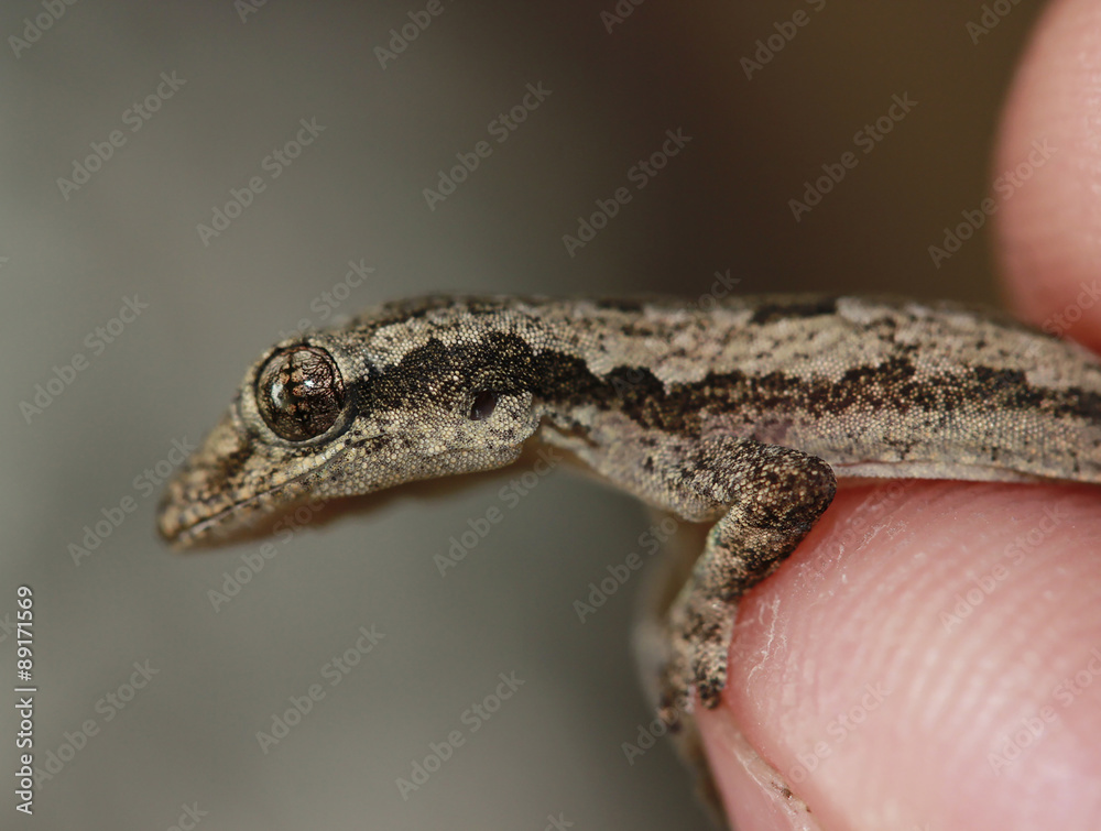 Naklejka premium catch the Lizard