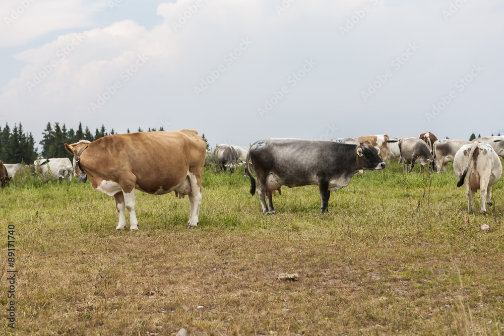 grazing cows on the mountain