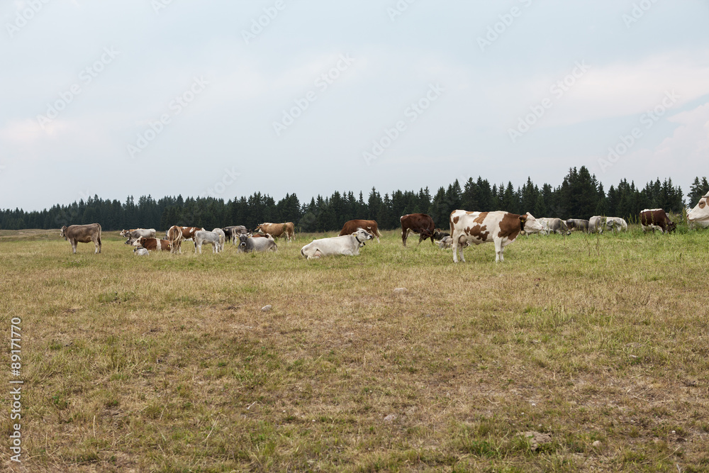 grazing cows on the mountain