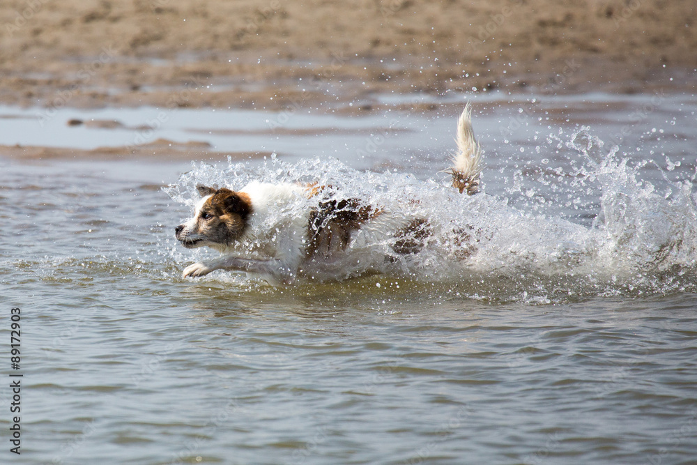 Fototapeta premium Hund am Strand