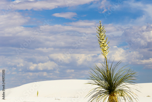 Yucca in the desert photo