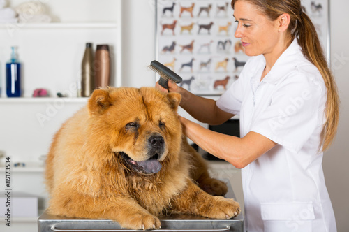 Canine hairdresser photo