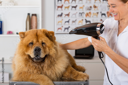 Canine hairdresser photo