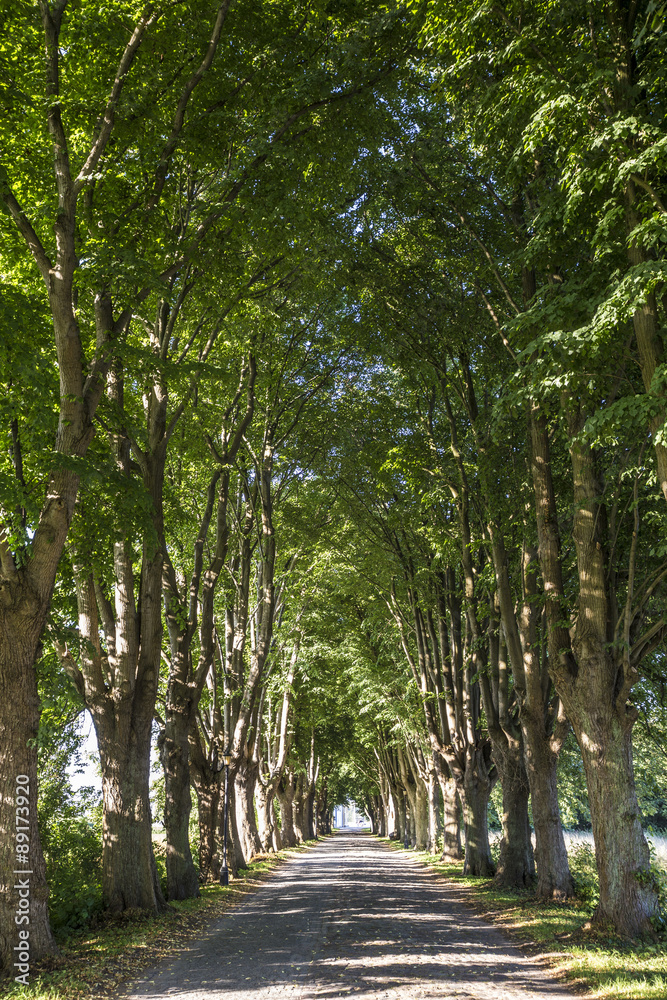 alley with old oak trees and old road in Usedom alley with old oak trees and old road in Usedom