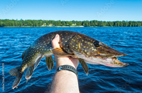Obraz na plátně Summer pike trophy in angler's hand