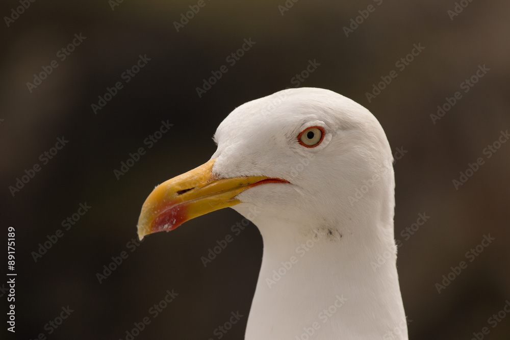Lesser Black Backed Gull, South Stack Cliffs, Holyhead, Anglesey, Wales Lesser Black Backed Gull, South Stack Cliffs, Holyhead, Anglesey, Wales