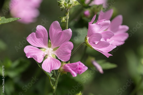 mallow close up