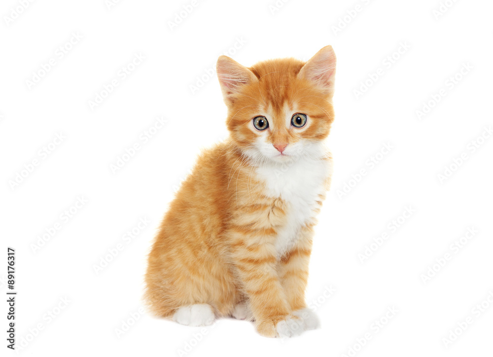 little kitten looking little kitten looking