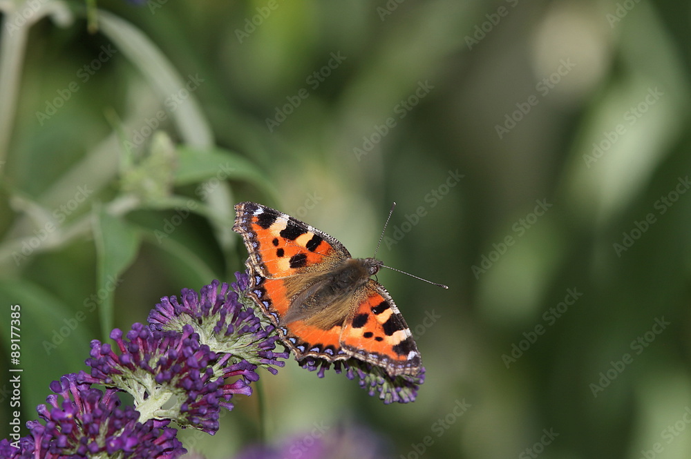 Kleiner Fuchs, aglais urticae, Schmetterling Kleiner Fuchs, aglais urticae, Schmetterling