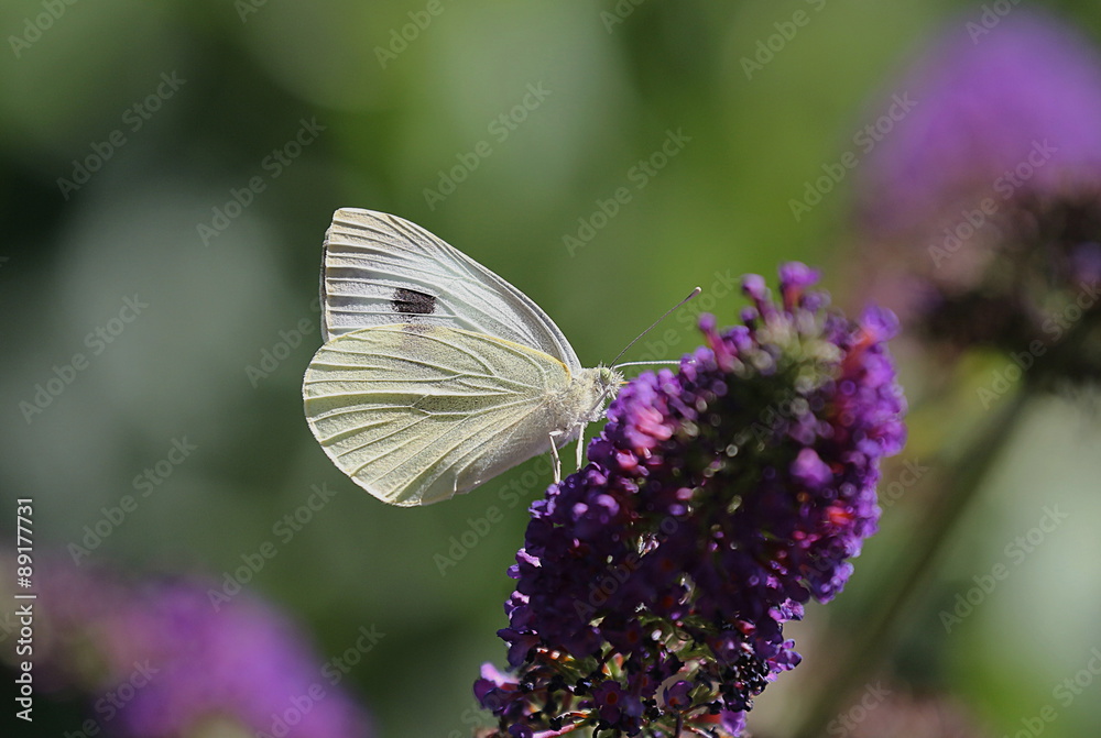 Kohlweißling, Pieris rapae, Schmetterling