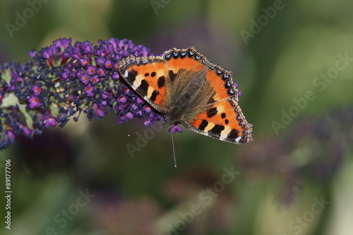 Kleiner Fuchs, aglais urticae, Schmetterling