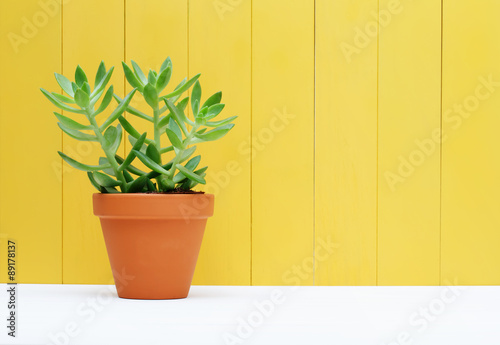 Green plant on yellow wooden background © Tierney