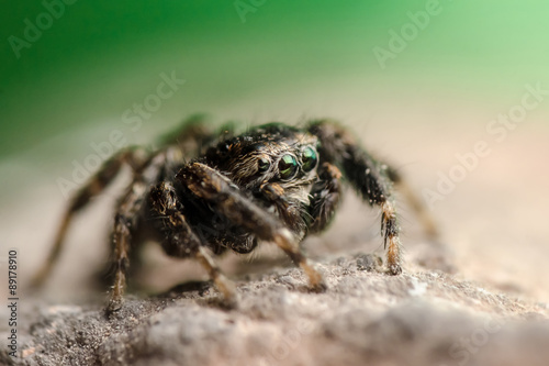 Jumping spider on green background. Russian nature