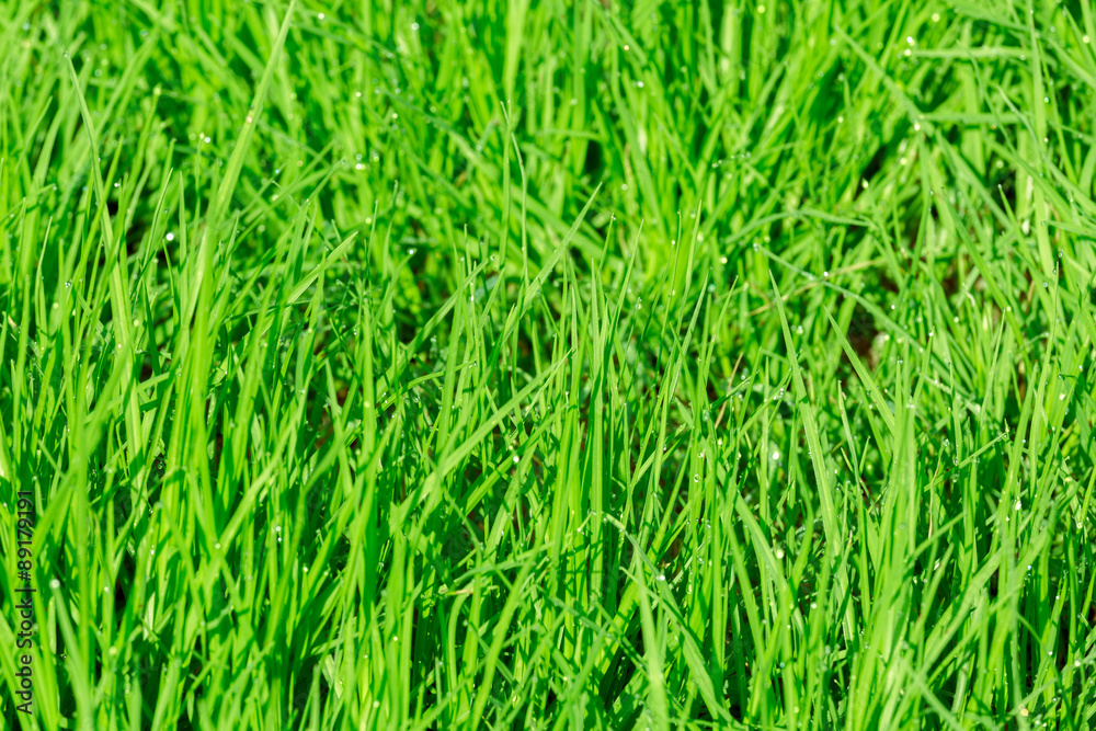 Fresh juicy grass Fresh juicy grass