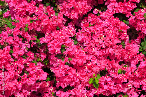 Red bougainvillea with green leaves