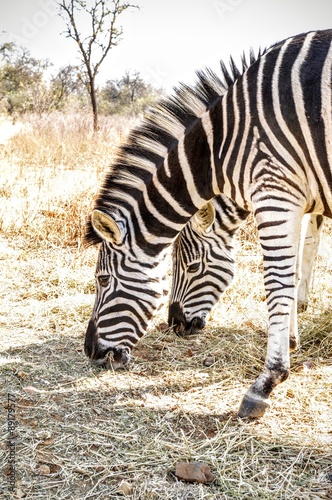 Zebra s