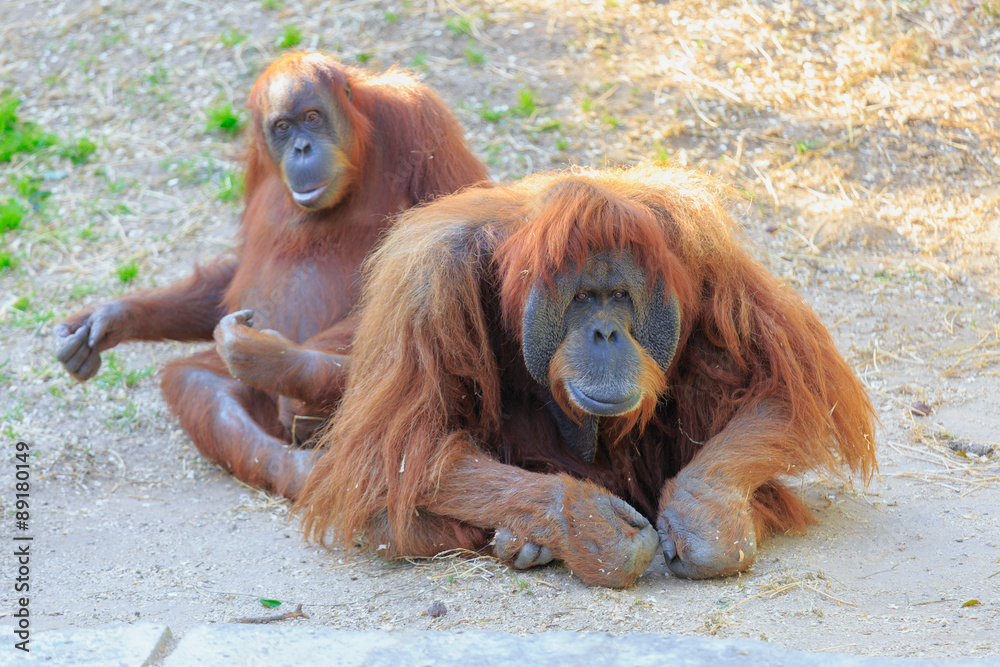 Naklejka premium Pair orangutans