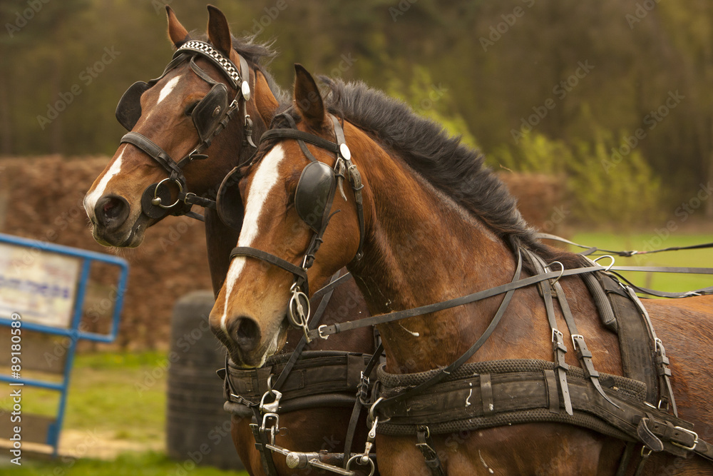 Menpaarden strijden.