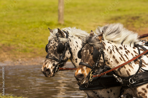 Pony's racen door het water. photo