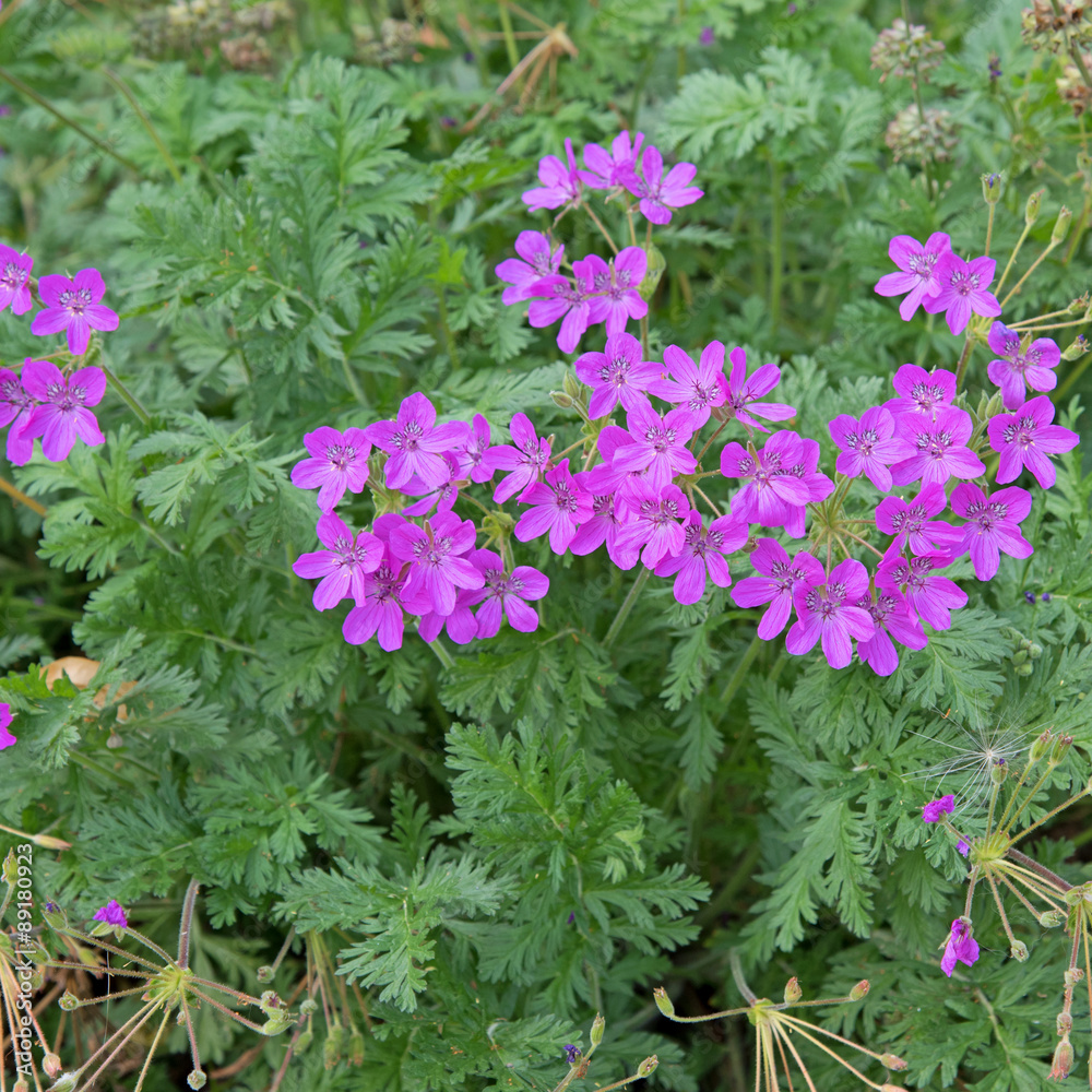 Storchschnabel - Geranium Storchschnabel - Geranium