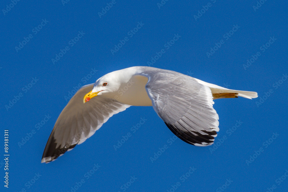 White Seagull against the blue sky White Seagull against the blue sky