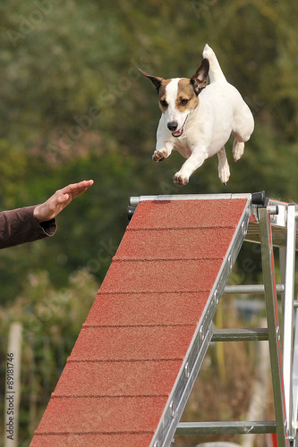 Plakat w ramie jack russel terrier en agility