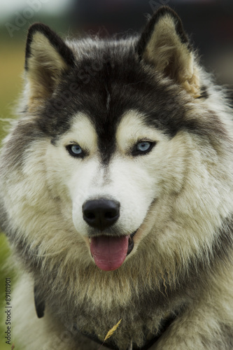 Husky dog       -malamut.