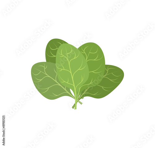 Spinach leaves on a white background. A bunch of green plants. V