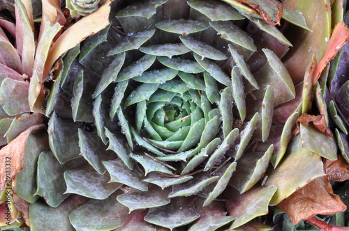 Succulent plant with drops of water