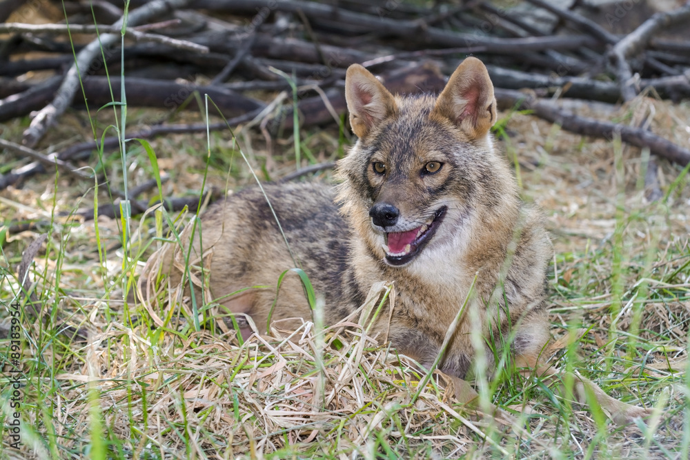 Fototapeta premium Golden jackal (Canis aureus)